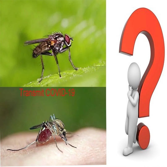 Le COVID-19 se propage-t-il par les mouches domestiques ou les moustiques ?